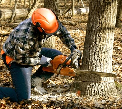 Tree Removal in Ovid, NY